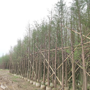 2411 Base Supply Metasequoia and Metasequoia 15-20cm Fake Seedlings Wetland River Park Greening Management