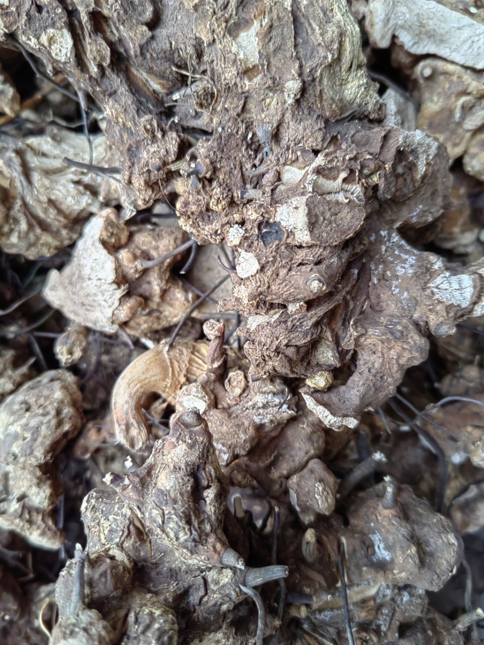 Wu Bi Jia Ge Root (Jie Yuan Gen) — Dried Food Herb for Wine & Tea Infusion quality and texture