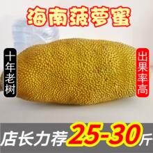 老树】 海南黄肉菠萝蜜一整个新鲜水果干苞大树波罗蜜20-40斤