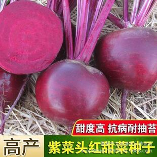 �t��˸��N���ϲ��^���������߲˴��ﲥ�N�߮a��˷N���r����Ʒ�N