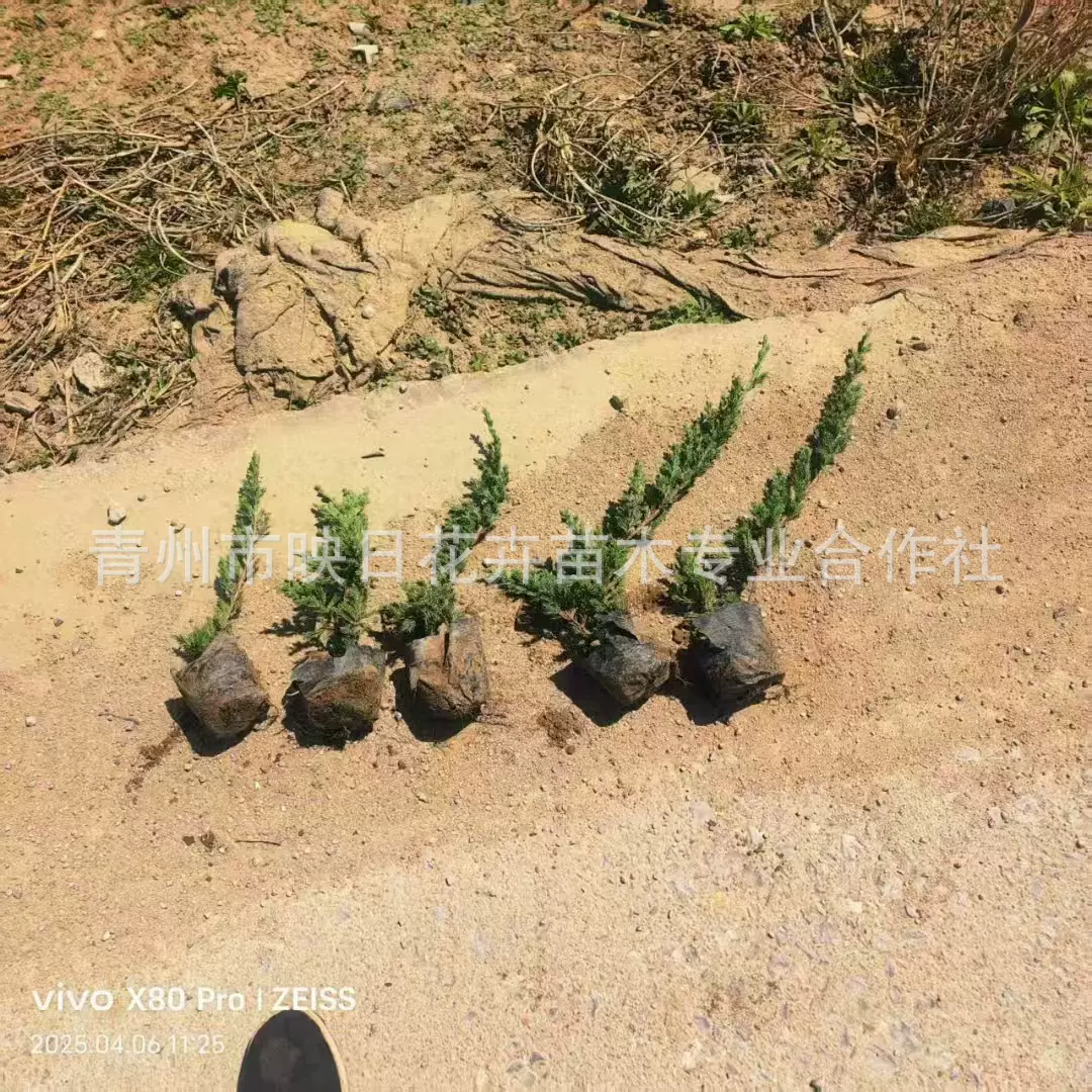 铺地柏盆栽供应地柏铺龙柏绿化灌绿化植物常绿灌木绿化园林植物