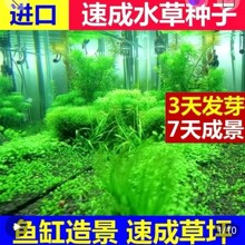 速成水草种子四季室内迷你生态圈鱼缸造景水下植物种子水草泥基肥