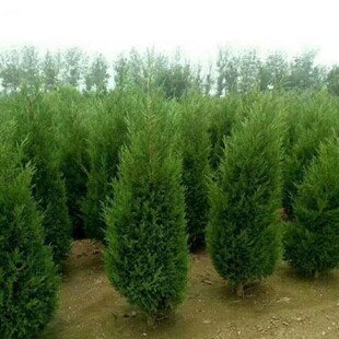 �u�ػ���Ĺ���õ�ֱ���u�� �A�� ��u�� �d���ɘ����������ļ���