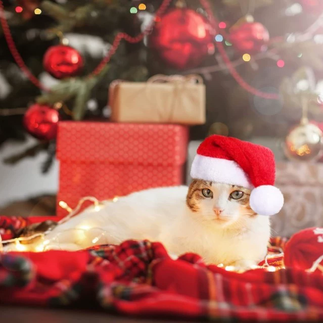 Трансграничная оптовая собака кошка Рождественская красная домашняя шляпа Рождественская вечеринка одеваются мини-шляпа