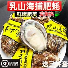 鲜活发货】乳山新鲜特大海蛎子5斤10斤海鲜牡蛎整箱顺丰混批