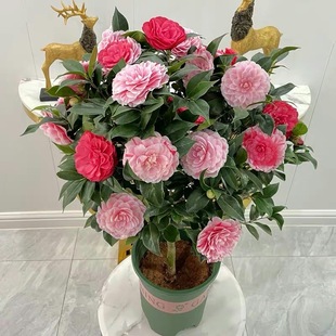 һ�����l�軨���Ԏ������ļ�����ɽ�軨���҃�ֲ����B��ɫ�൤��