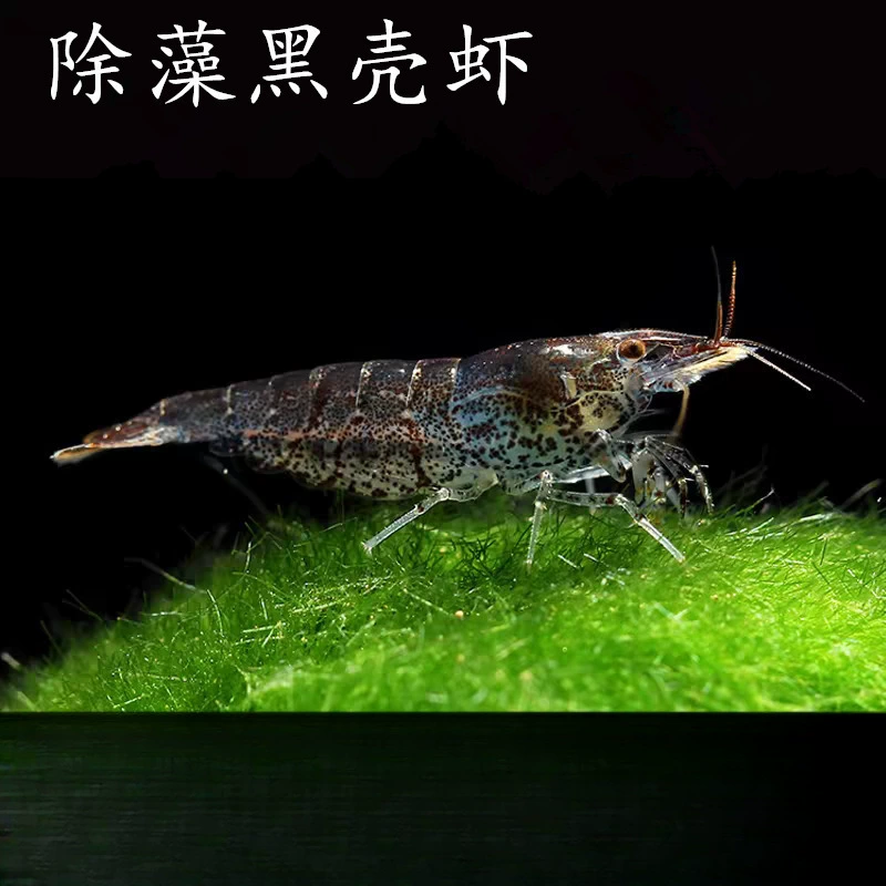 Черная ракушка, удаление водорослей, креветок, инструмент для удаления водорослей, большие декоративные рисовые креветки, свежий корм для домашних животных, пресноводный аквариум, ландшафтный дизайн