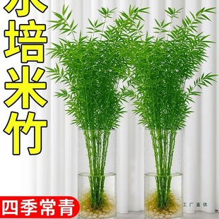 ˮ�������҃�����ֲ��ˮ���B�^�����F��������͏d���ӻ��ܾGֲ