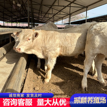 一般的小牛苗 夏洛莱肉牛犊 西门塔尔牛夏洛莱牛改良肉牛