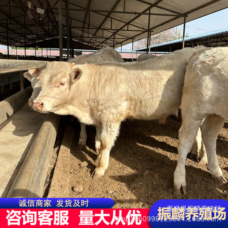 一般的小牛苗 夏洛莱肉牛犊 西门塔尔牛夏洛莱牛改良肉牛