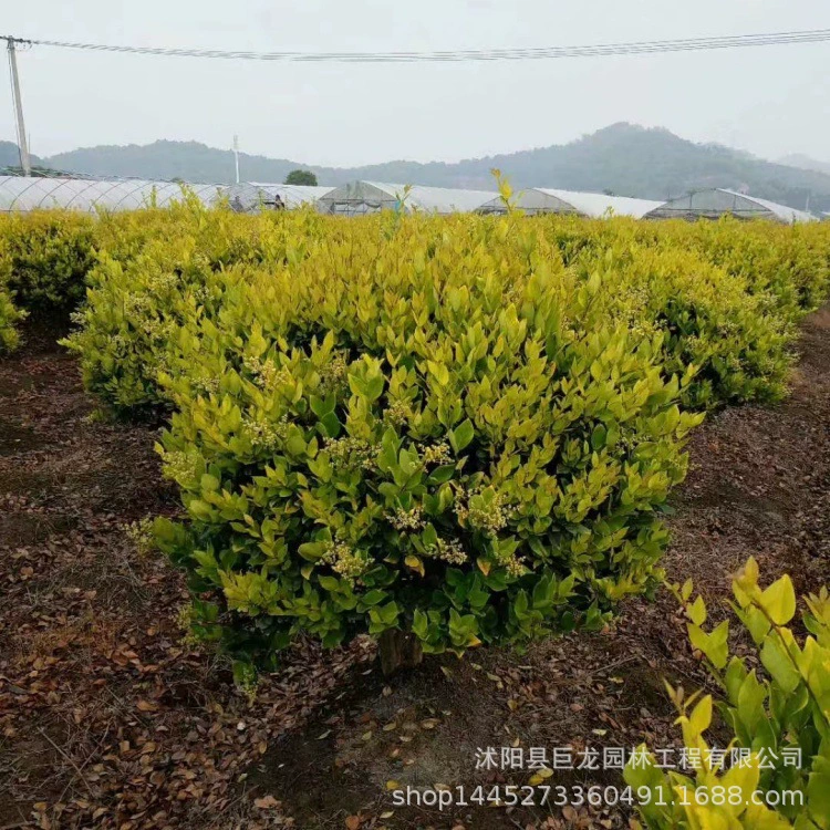 Товары для детских садов, инженерные саженцы для зеленения, саженцы золотой гардении, полные характеристики, шарики золотой гардении 120-150