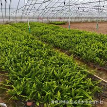 �Iާ(�Źǲݣ������l�@�־��^��ꎵر�ֲ���ͺ��͝���ɻ�