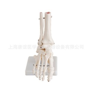 Foot Joint Model, Foot Bone Model, Human Skeleton Model, Ankle Joint Model, Six Joint Models