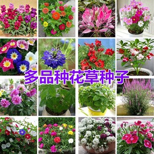 Flower Seeds Bloom in All Seasons, Indoor Courtyard Easy-To-Live Impatiens Morning Glory Ornamental Sunflower Seeds Sunflower Seeds