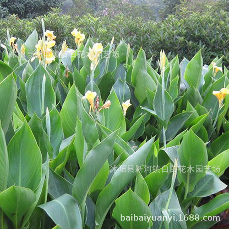 Aquatic Canna flowers and plants wholesale Aquatic Canna Seedlings Four seasons Aquatic Canna Aquatic Canna