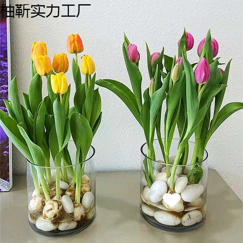 水培郁金香水养种球花卉盆栽绿植室内植物套餐洋水仙花土培风信子