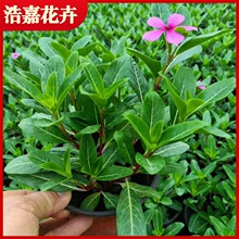 �L��Ԓ���Բݻ���ľ�L�����������_���@ͥԺ���^ɽ�|���ݻ������l