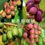 盆栽种植猕猴桃枣子果苗