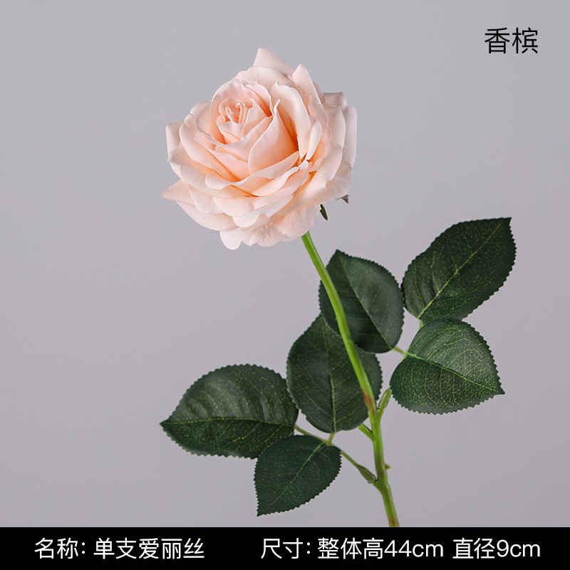 싱글 앨리스-샴페인