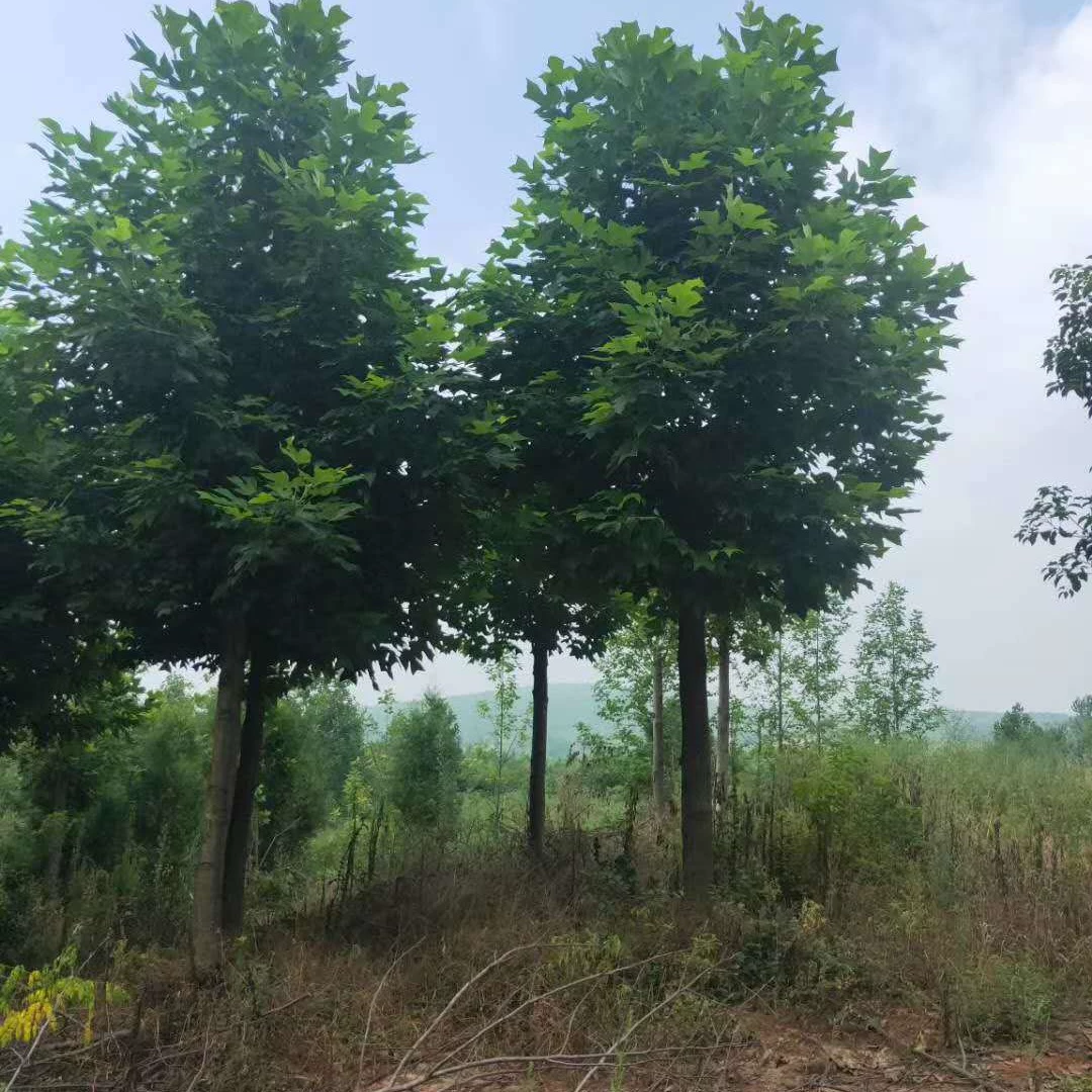 Jiujiang Ginkgo 8cm Hybrid Ginkgo 10cm Hybrid Ginkgo 18cm Двойное плавающее дерево Ginkgo Biloba