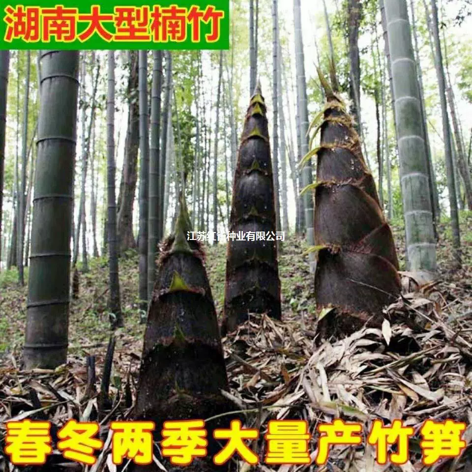 Большие семена Phyllostachys pubescens, семена бамбука гигантского дракона, легко выращиваются, съедобные побеги бамбука, посадка вечнозеленых саженцев бамбука Мосо, гигантского бамбука дракона