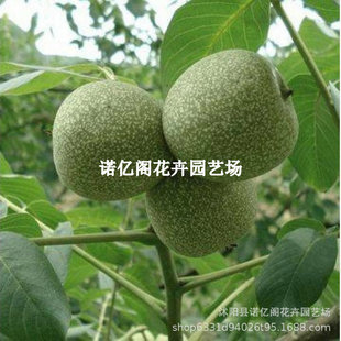 �����ں��Ҙ�����ϱ����Nֲ����Լ޽ӱ�����Ƥ������䮔��Y��