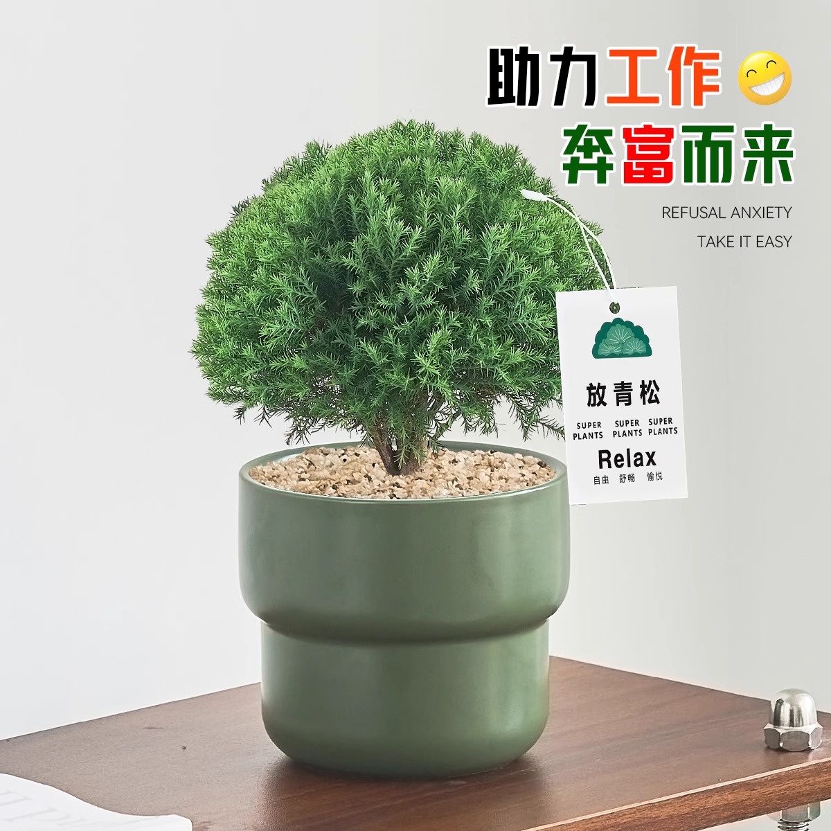 Pequeño bonsai verde en la sala de estar de escritorio de la oficina, hoja perenne en todas las estaciones, buena alimentación emocional estable image 3