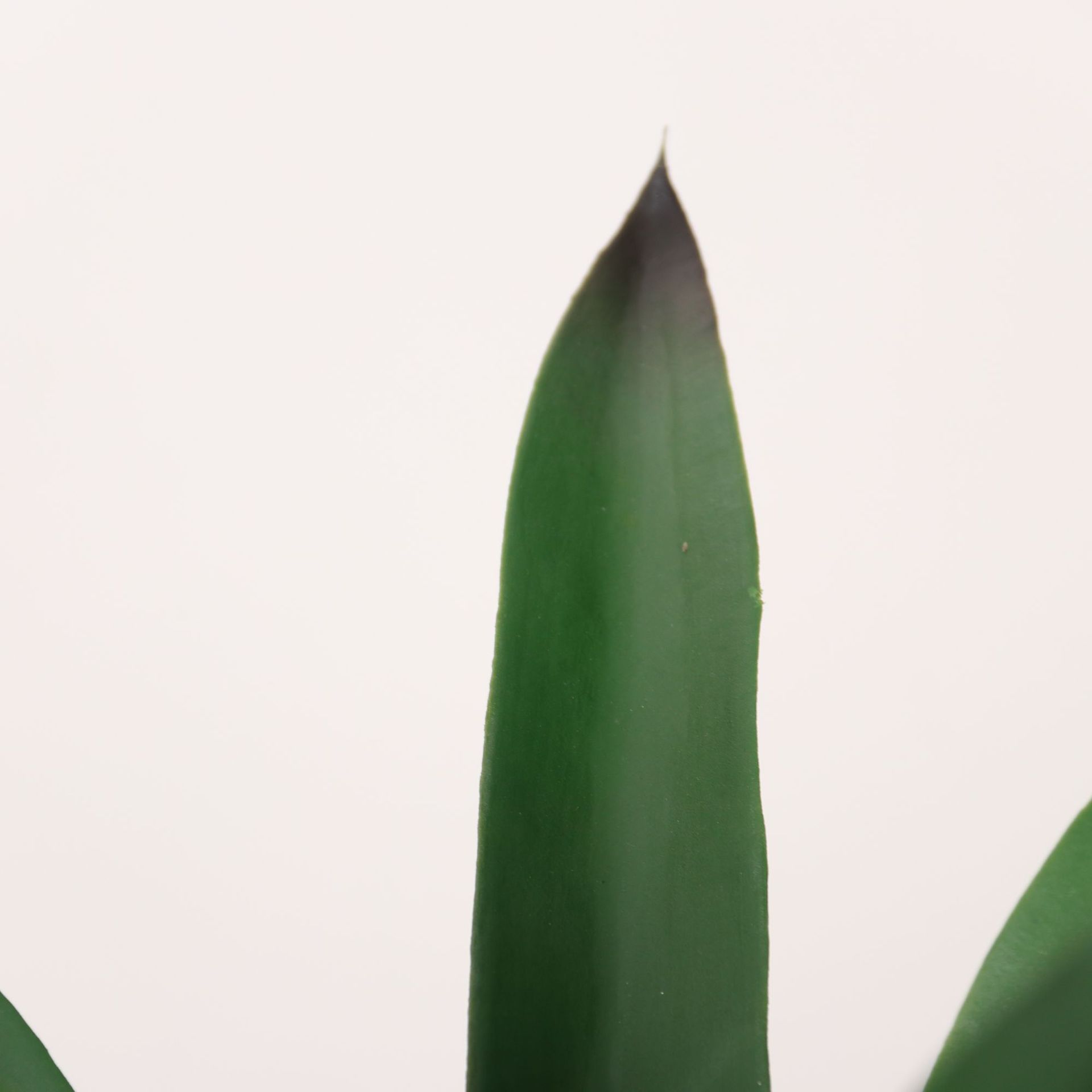 Simulación de plantas verdes, sisal, árboles falsos, plantas en macetas, grandes interiores, salas de estar, ventanas, decoraciones de piso a techo, decoraciones de paisajismo, plantas biónicas