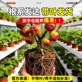 无花果苗无花果树果苗无花果小苗无花果特大果树苗当年结果芭劳奈