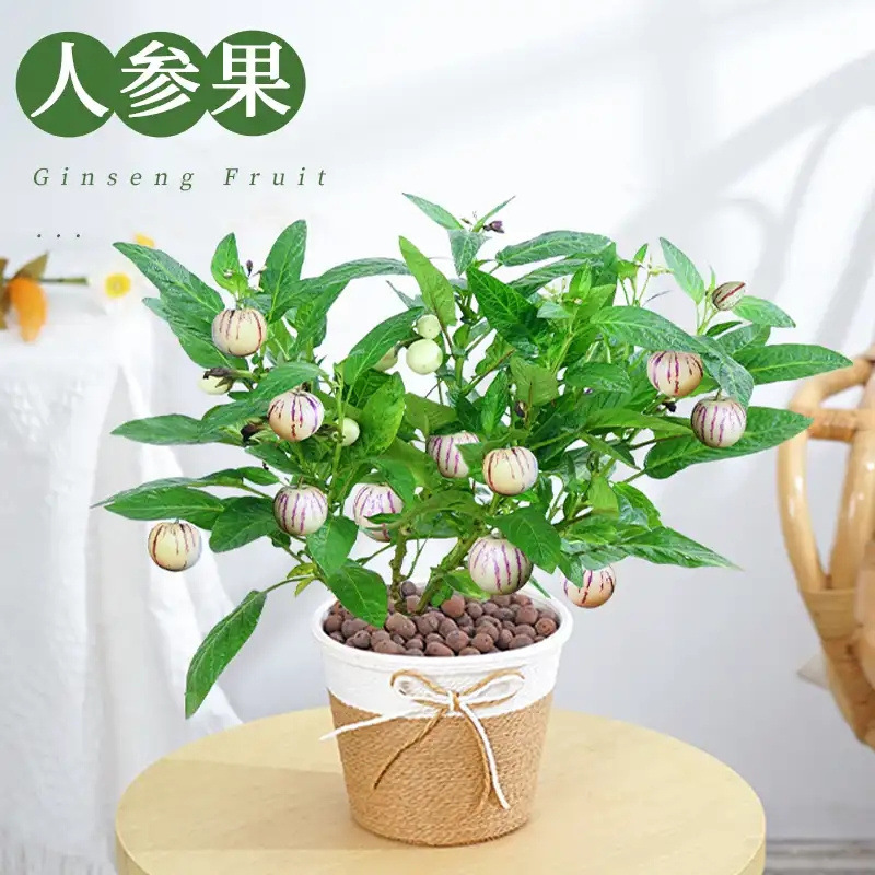 人参果苗当年结果 茄瓜果盆栽 人生果树 仙桃苗 正宗食用长寿果苗