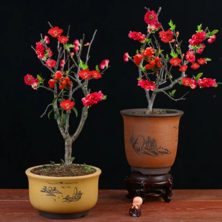 海棠花盆栽好养长寿冠花卉室外植物室内盆景老桩耐寒植物四季植物