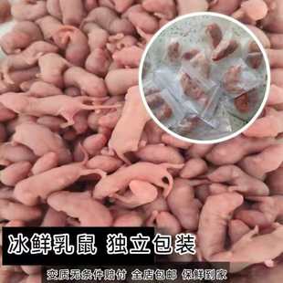 Sterile frozen mouse frozen suckling mouse frozen mouse feeding snake crawling pet lizard feed song insect dragon fish fresh suckling mouse feeding cat