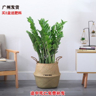 Money Tree Potted Plant Indoor Money String to Attract Wealth Living Room Office Green Plants Florals Evergreen Fortune Tree All Year Round