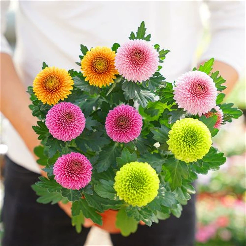 Хризантема для настольного тенниса в горшке с цветочным горшком Цветущая Хризантема Four Seasons с бутонами для кормления комнатного балкона зеленые растения цветы
