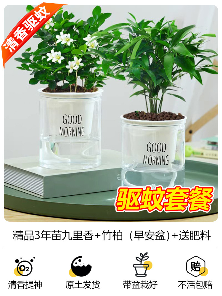 [모기퇴치 패키지] 구리향 3년 + 대나무, 편백 3년(좋은 아침 대야) + 비료 2개 무료