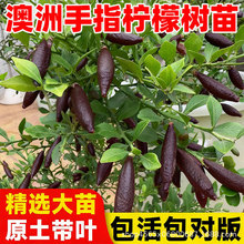 ������ָ���ʘ���ͥԺָ�ȹ����ͺ������ϱ����Nֲ�ﮔ��Y������