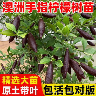 ������ָ���ʘ���ͥԺָ�ȹ����ͺ������ϱ����Nֲ�ﮔ��Y������