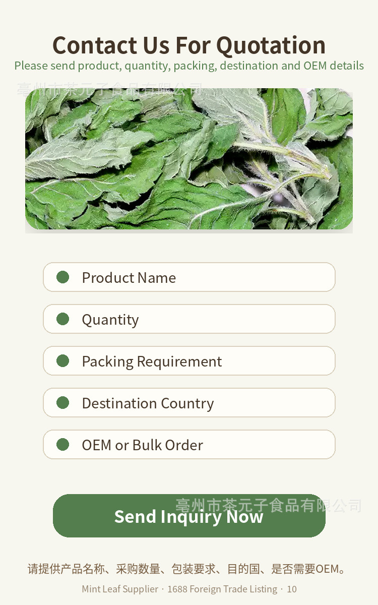 Dried Peppermint Leaf Bo He 薄荷叶 Herbal Tea Ingredient 500g in use