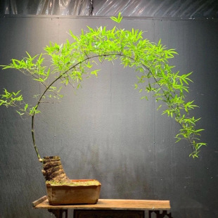 Small-Leaf Bougainvillea Indoor Office Desktop Green Plants and Florals Are Easy to Live and Easy to Maintain, Small Potted Plants for Lazy People in the Living Room, High-End