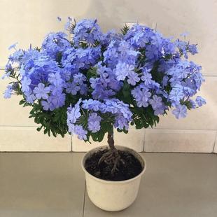 �{ѩ���Ի����҃Ȼ����mѩ���ٱ�����ͥԺֲ��������ļ����B���B