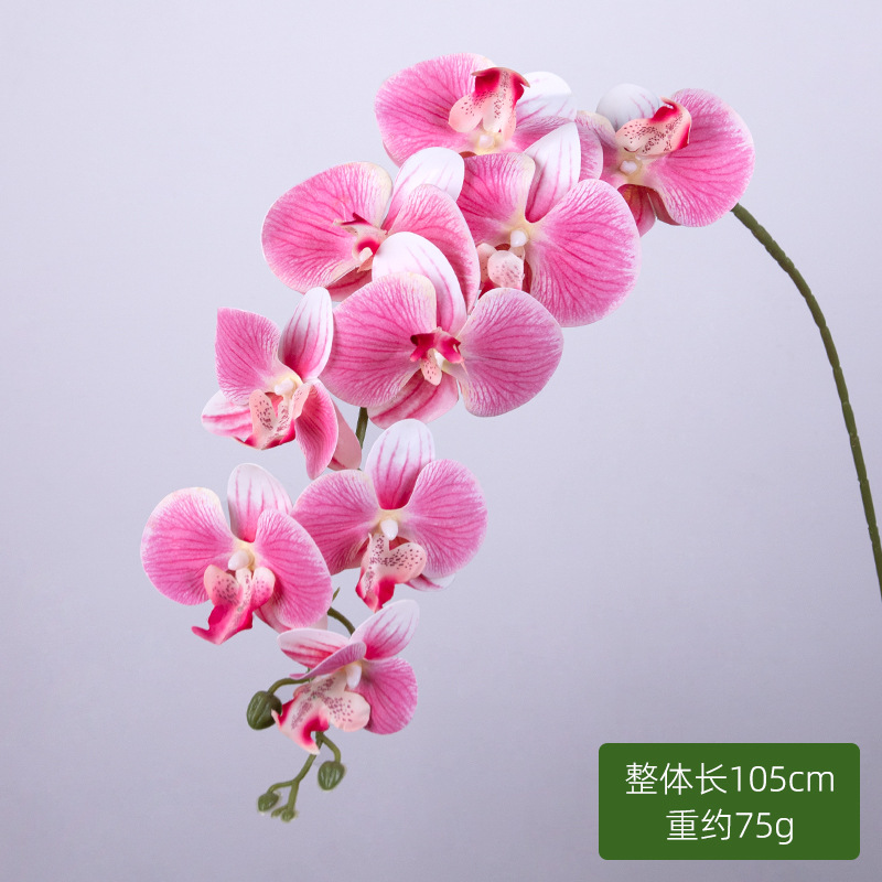 9 orquídeas mariposa (polvo profundo)