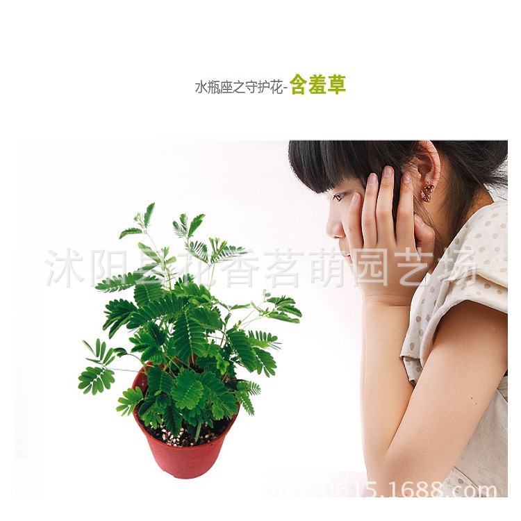 草坪花害羞草感应草易种学生课外实践 趣味植物含羞草种子