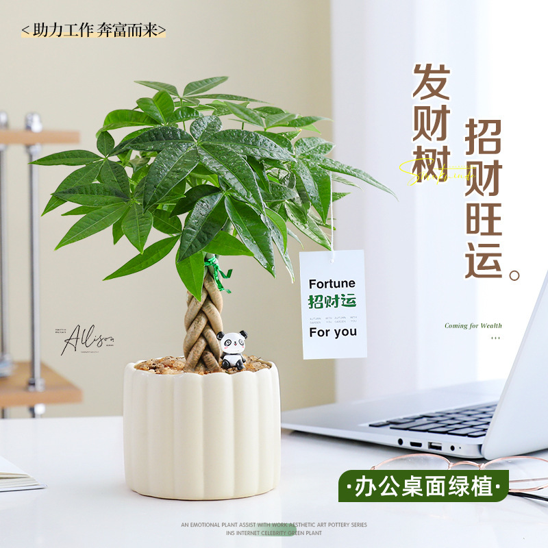 Money Tree Small Potted Office Green Plant Fortune-Attracting Flower Indoor Entrance Desktop Workstation Ornament Easy to Care for and Maintain
