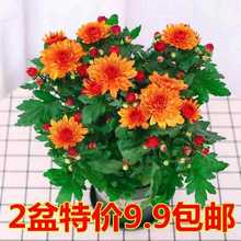 带花苞发货荷兰进口月月菊花苗耐寒易活四季花盆栽室内外阳台绿植