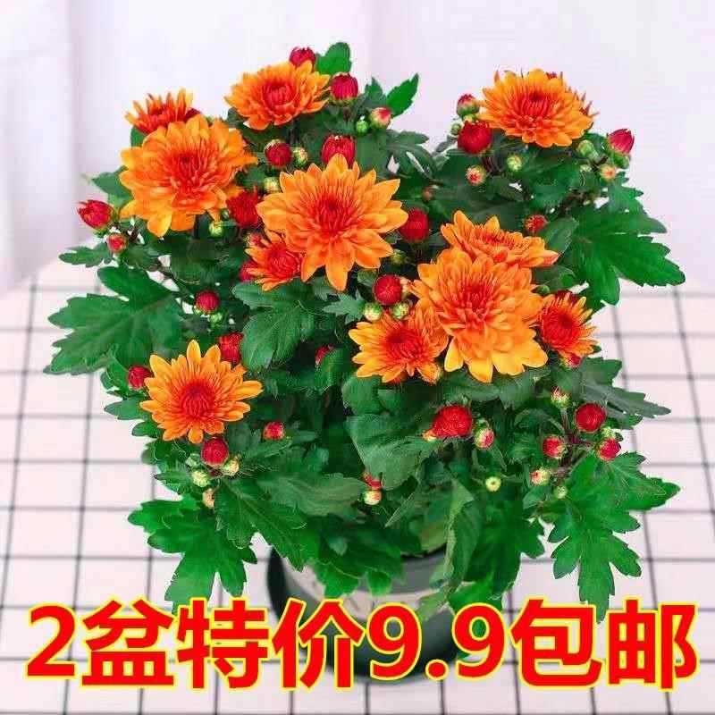带花苞发货荷兰进口月月菊花苗耐寒易活四季花盆栽室内外阳台绿植