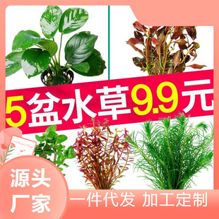 Fish Tank Landscaping Plants with Stone Calamus Wild Bonsai Potted Rockery Tank Landscape Green Plant Set Creative Decoration