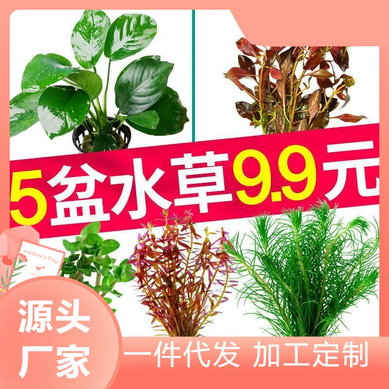 Аквариум Пейзажные растения с Acorus Tatarinus Дикий бонсай Бонсай Скалистый костюм Пейзаж Декоративное Зеленое Растение Креативное Украшение