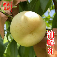 ���8̖���� ��ɽ�����Ʒ�N������������������Ә��纆��B