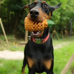 犬のおもちゃ天然ゴム隠しフードボール動物漏れペット救済退屈歯クリーニング歯ぎしりパズル咬傷耐性