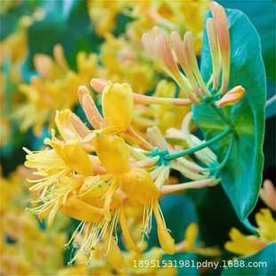Honeysuckle Potted Climbing Plant Old Pile Edible Climbing Flower Seedlings Bonsai Green Plants Courtyard Florals That Are Good for All Seasons